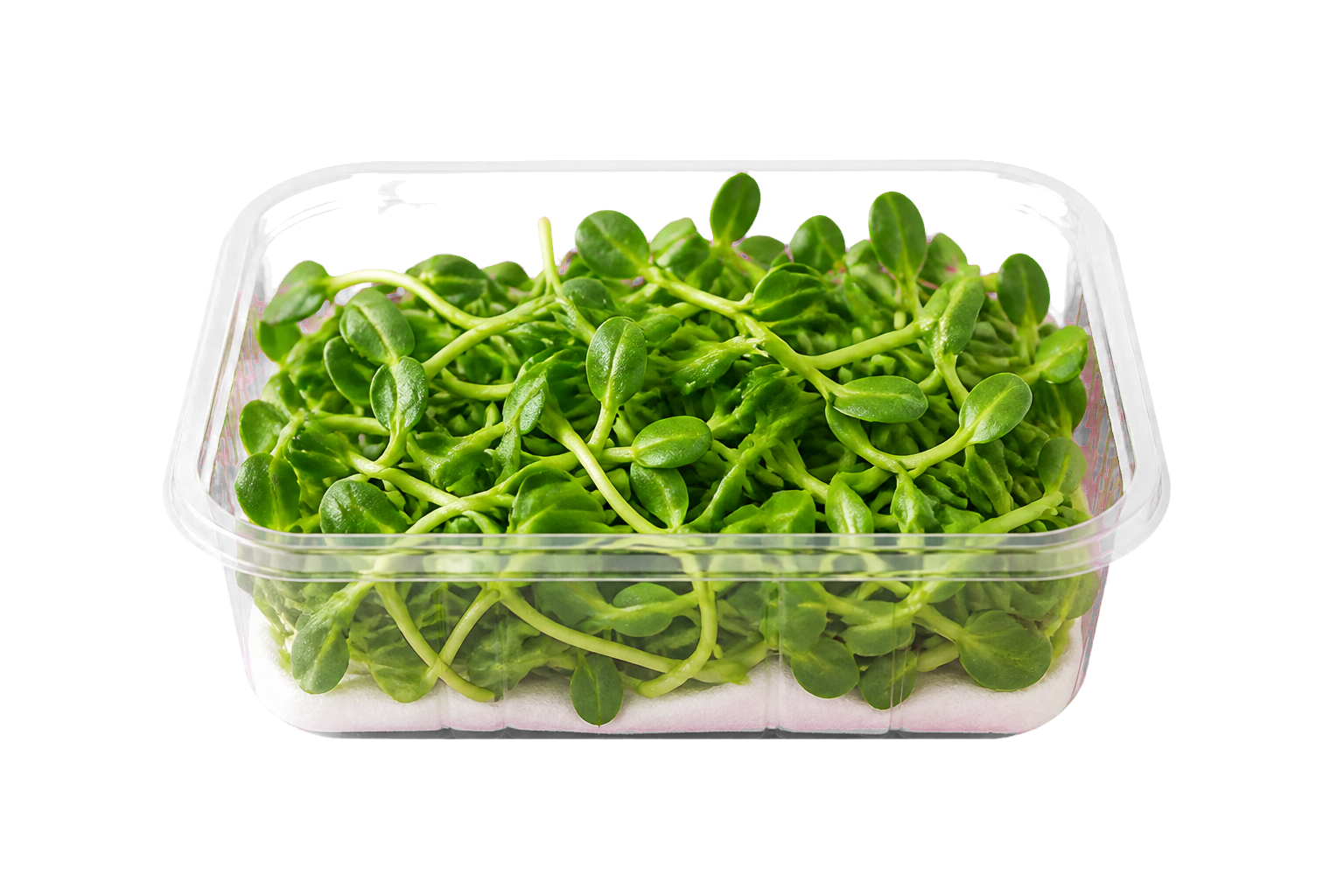 Absorbent pads for microgreens